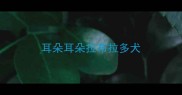 耳朵耳朵拉布拉多犬