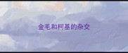 金毛和柯基的杂交