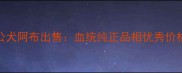 天津优质拉布拉多种公犬阿布出售血统纯正品相优秀价格透明附种犬证书