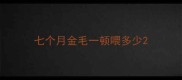 七个月金毛一顿喂多少
