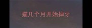 猫几个月开始掉牙