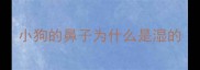 小狗的鼻子为什么是湿的