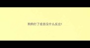 狗狗打了疫苗没什么反应