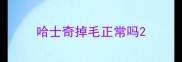 哈士奇掉毛正常吗