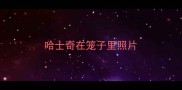 哈士奇在笼子里照片