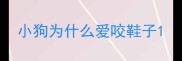 小狗为什么爱咬鞋子