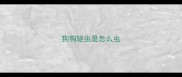 狗狗驱虫是怎么虫