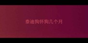 泰迪狗怀狗几个月