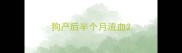 狗产后半个月流血