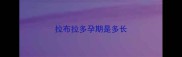 拉布拉多孕期是多长