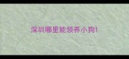 深圳哪里能领养小狗