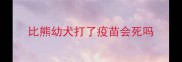 比熊幼犬打了疫苗会死吗