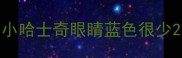 小哈士奇眼睛蓝色很少