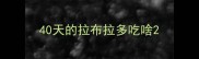 40天的拉布拉多吃啥