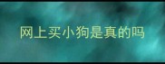 网上买小狗是真的吗