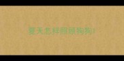 夏天怎样照顾狗狗