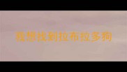 我想找到拉布拉多狗
