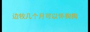 边牧几个月可以怀狗狗