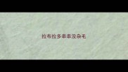 拉布拉多串串没杂毛