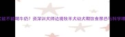 边牧幼犬能不能喝牛奶资深训犬师边境牧羊犬幼犬期饮食禁忌与科学喂养指南