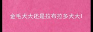 金毛犬大还是拉布拉多犬大