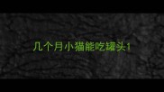 几个月小猫能吃罐头