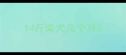 14斤柴犬几个月