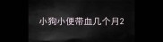 小狗小便带血几个月