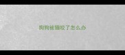 狗狗被猫咬了怎么办