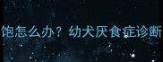3个月博美犬吃不饱怎么办幼犬厌食症诊断与科学喂养指南