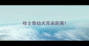 哈士奇幼犬耳朵距离