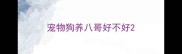 宠物狗养八哥好不好