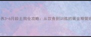 科学喂养3-6月龄土狗全攻略从饮食到训练的黄金期管理指南