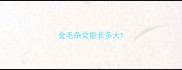 金毛杂交能长多大