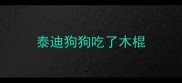 泰迪狗狗吃了木棍