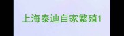上海泰迪自家繁殖