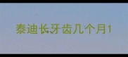 泰迪长牙齿几个月