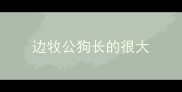 边牧公狗长的很大