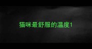 猫咪最舒服的温度