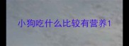小狗吃什么比较有营养
