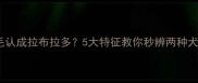 金毛认成拉布拉多5大特征教你秒辨两种犬种