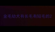 金毛幼犬有长毛有短毛的