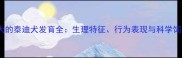 三个月大的泰迪犬发育全生理特征行为表现与科学饲养指南