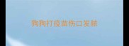 狗狗打疫苗伤口发脓