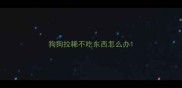 狗狗拉稀不吃东西怎么办