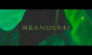 柯基犬与边牧串串