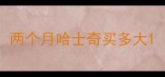 两个月哈士奇买多大