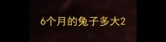 6个月的兔子多大