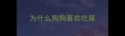为什么狗狗喜欢吃屎
