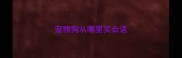 宠物狗从哪里买合适